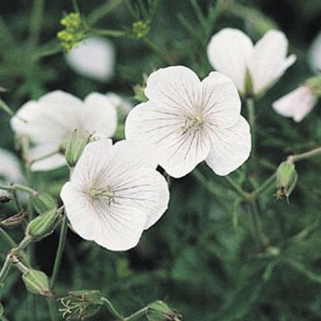 Géranium vivace clarkei Kashmir White