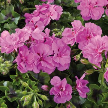 Géranium lierre double Big 5 Amethyst - Pelargonium peltatum 