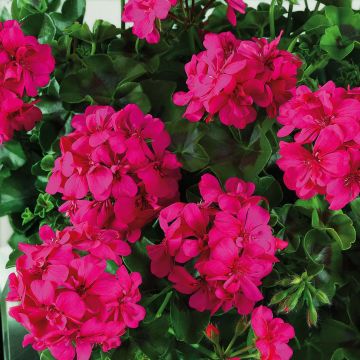 Géranium lierre double BIG 5 Neon Pink - Pelargonium peltatum 