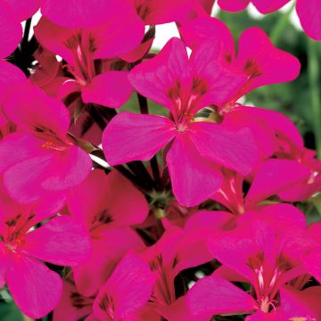 Géranium lierre Rainbow Neon Purple - Pelargonium peltatum