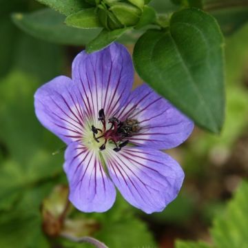 Verveine bleue (Verbena hastata L.) - Le blog de Josée