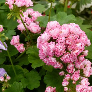 Géranium zonale Bouton de rose Appleblossom