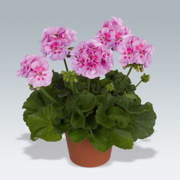 Géranium zonale Icecrystal - Pelargonium hortorum