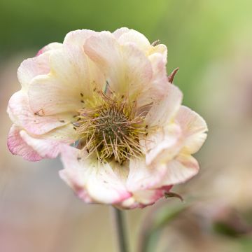 Geum Censation® Lipstick - Benoîte