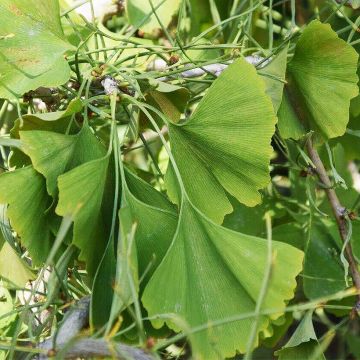 Ginkgo biloba Mutant Weeper - Arbre aux quarante écus