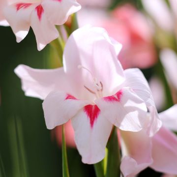 Glaïeul ou Gladiolus colvillei Elvira