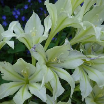 Glaïeul tristis var. concolor