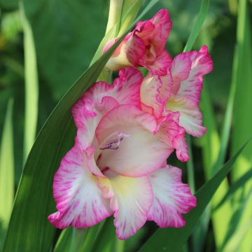 Glaïeul ou Gladiolus Priscilla