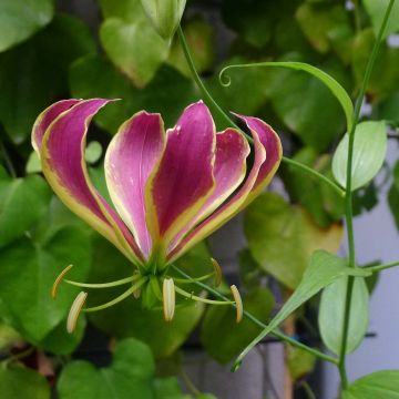 Gloriosa Carsonii - Lis glorieux