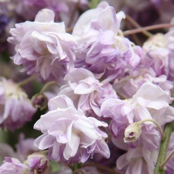 Glycine du Japon - Wisteria floribunda violacea plena