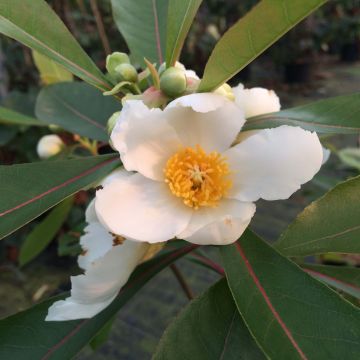 Gordlinia grandiflora