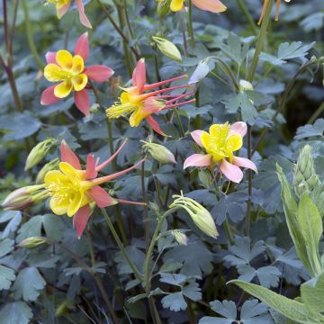 Graines d'Ancolie Tequila Sunrise - Aquilegia skinneri