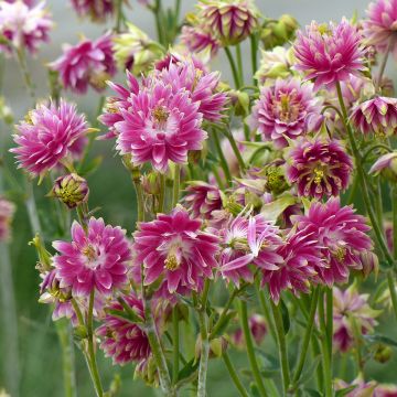 Graines d'Ancolie Nora Barlow - Aquilegia x hybrida