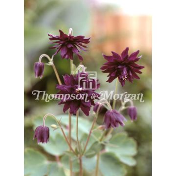 Graines d'Ancolie Miss I huish - Aquilegia vulgaris