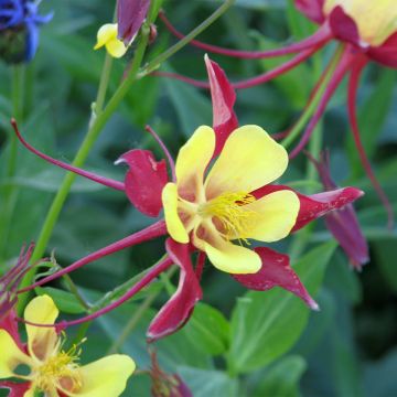 Graines d'Ancolie des jardins Firecracker - Aquilegia x hybrida