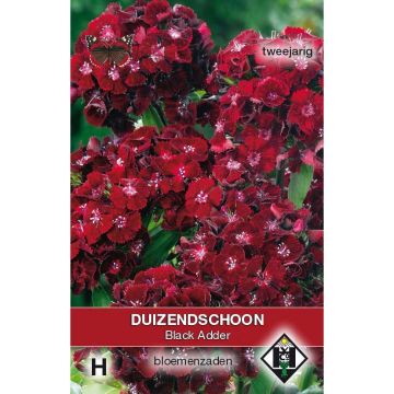 Graines d'Oeillet de Poète Black Adder - Dianthus barbatus nigrescens