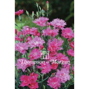 Graines d'oeillet Elegance Lavender F1 - Dianthus