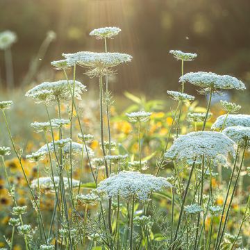 Graines de carotte sauvage - Daucus carota