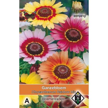 Graines de Chrysanthème à carène Rainbow - Chrysanthemum carinatum