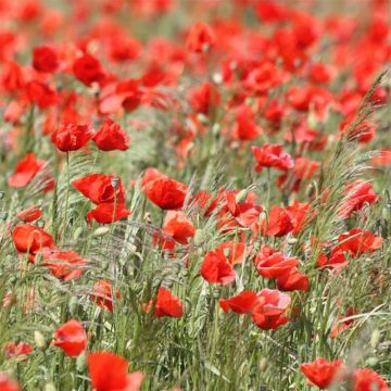 Graines de Coquelicot ou Pavot des moissons BIO - Papaver rhoeas