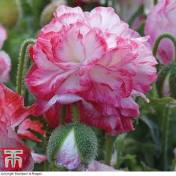 Graines de Coquelicot Suprême - Papaver rhoeas