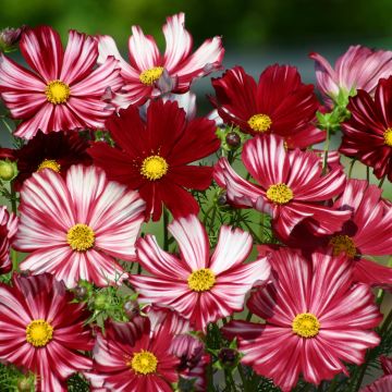 Graines Cosmos Double Click Varié – Éclat et Diversité pour Jardin et  Bouquet