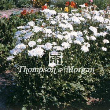 Graines de Crepis rubra Snow WHite - Crépide