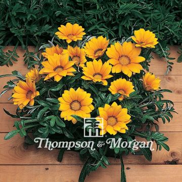 Graines de Gazania Kiss Gold F1