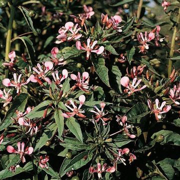 Graines de Lopezia cordata Pretty Rose