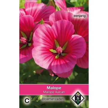 Graines de Malope trifida Vulcan