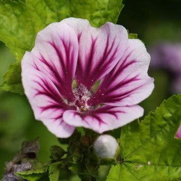 Graines de Malva sylvestris Zebrina - Grande Mauve