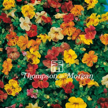 Graines de Mimulus Magic Blotched Mix