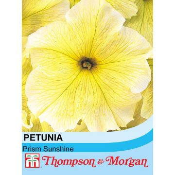 Graines de Pétunia Prism Sunshine F1