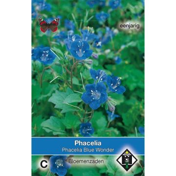 Graines de Phacelia campanularia Blue Wonder