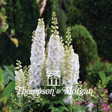 Graines de Delphinium Qis White - Pied d'alouette annuel Thompson & Morgan