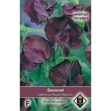 Graines de Pois de Senteur Royal Maroon - Lathyrus odoratus