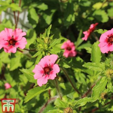 Graines de Potentille vivace Helen Jane - Potentilla nepalensis