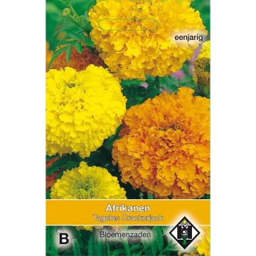 Graines de Rose d'Inde Crackerjack - Tagetes erecta