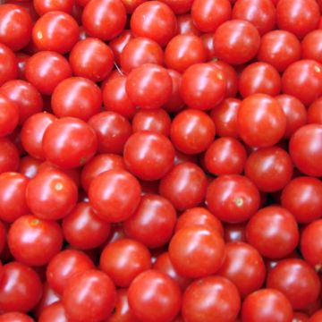 Graines de Tomate cerise Crokini F1