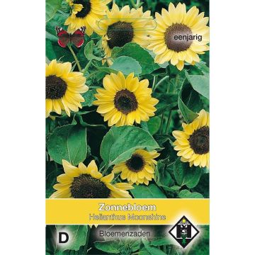 Graines de Tournesol Moonshine - Helianthus annuus