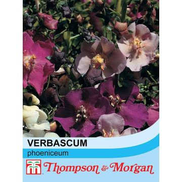 Graines de Verbascum phoeniceum en mélange - Molène
