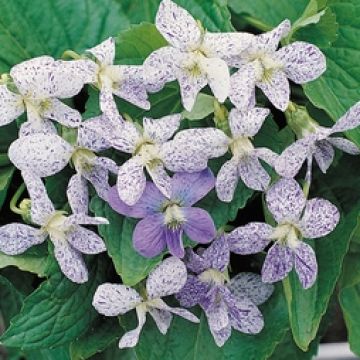 Graines de Viola sororia Freckles - Violette des bois