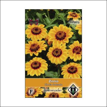 Graines de Zinnia haageana Soleado