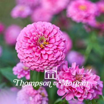 Graines de Zinnia Miss Willmott