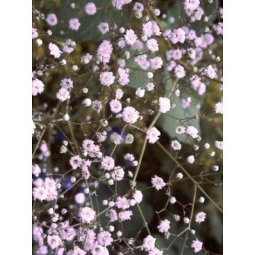 Gypsophila Rosenschleier - Gypsophile Rosy Veil