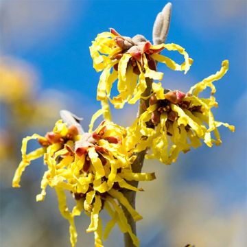 Hamamelis (x) intermedia Jelena - Noisetier de sorcière à fleurs orange