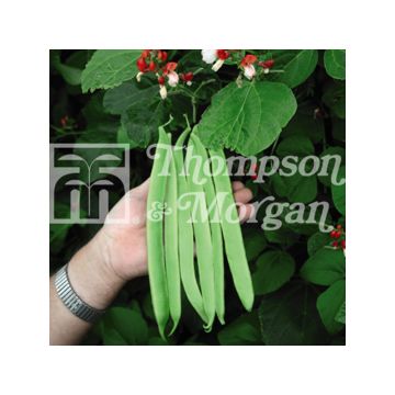 Haricot d'Espagne St. George - Haricot-fleur