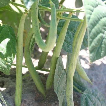 Haricot nain à écosser Flageolet nain de Touraine Bio - Ferme de Sainte Marthe