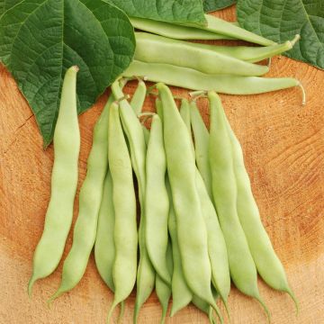 Haricot à rames à écosser Maïs Variété Gros Blanc Bio - Ferme de Sainte Marthe