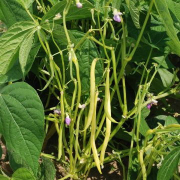 Haricot nain mangetout beurre Major Bio - Ferme de Sainte Marthe 